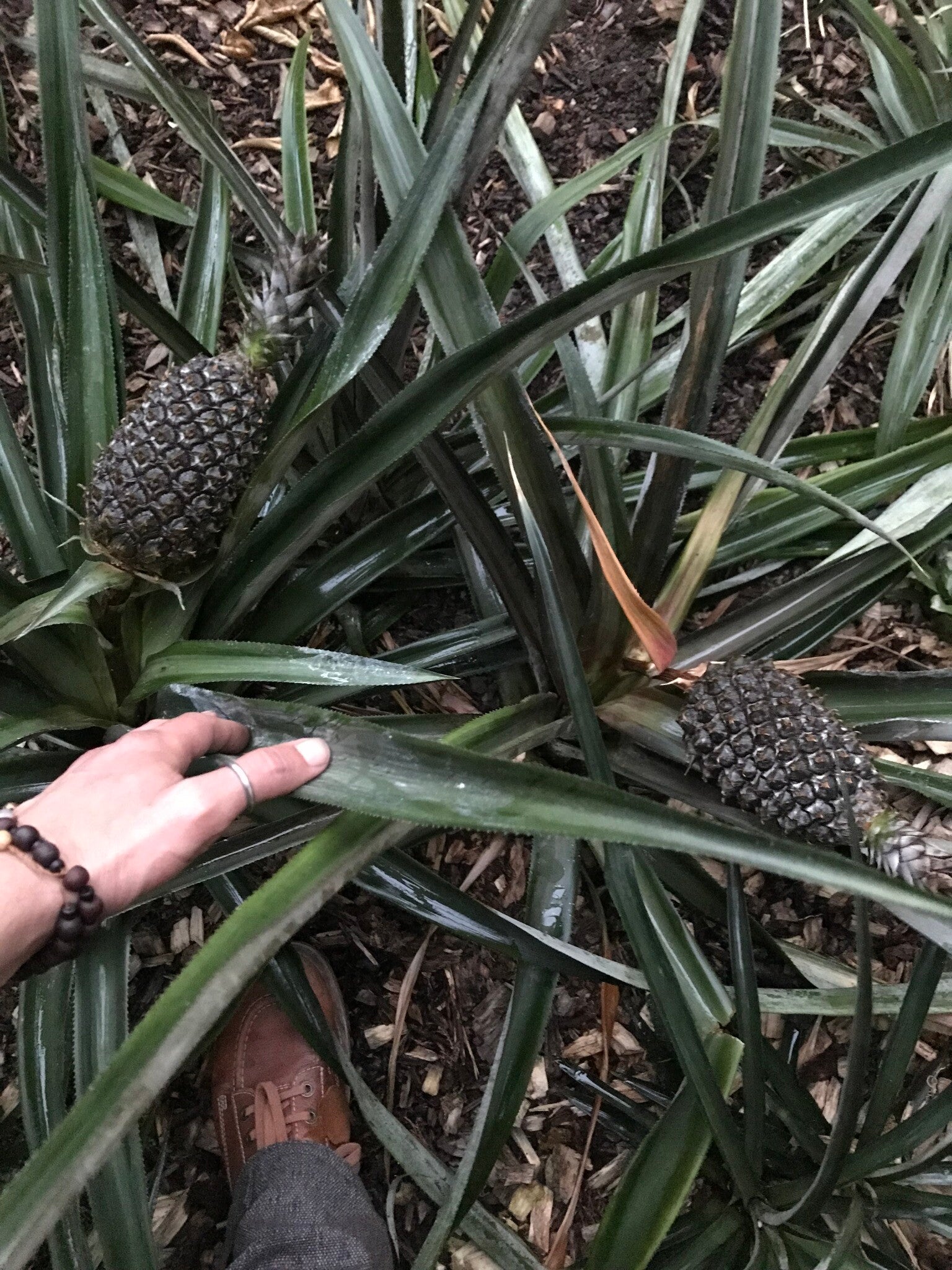 Ananas pain de sucre