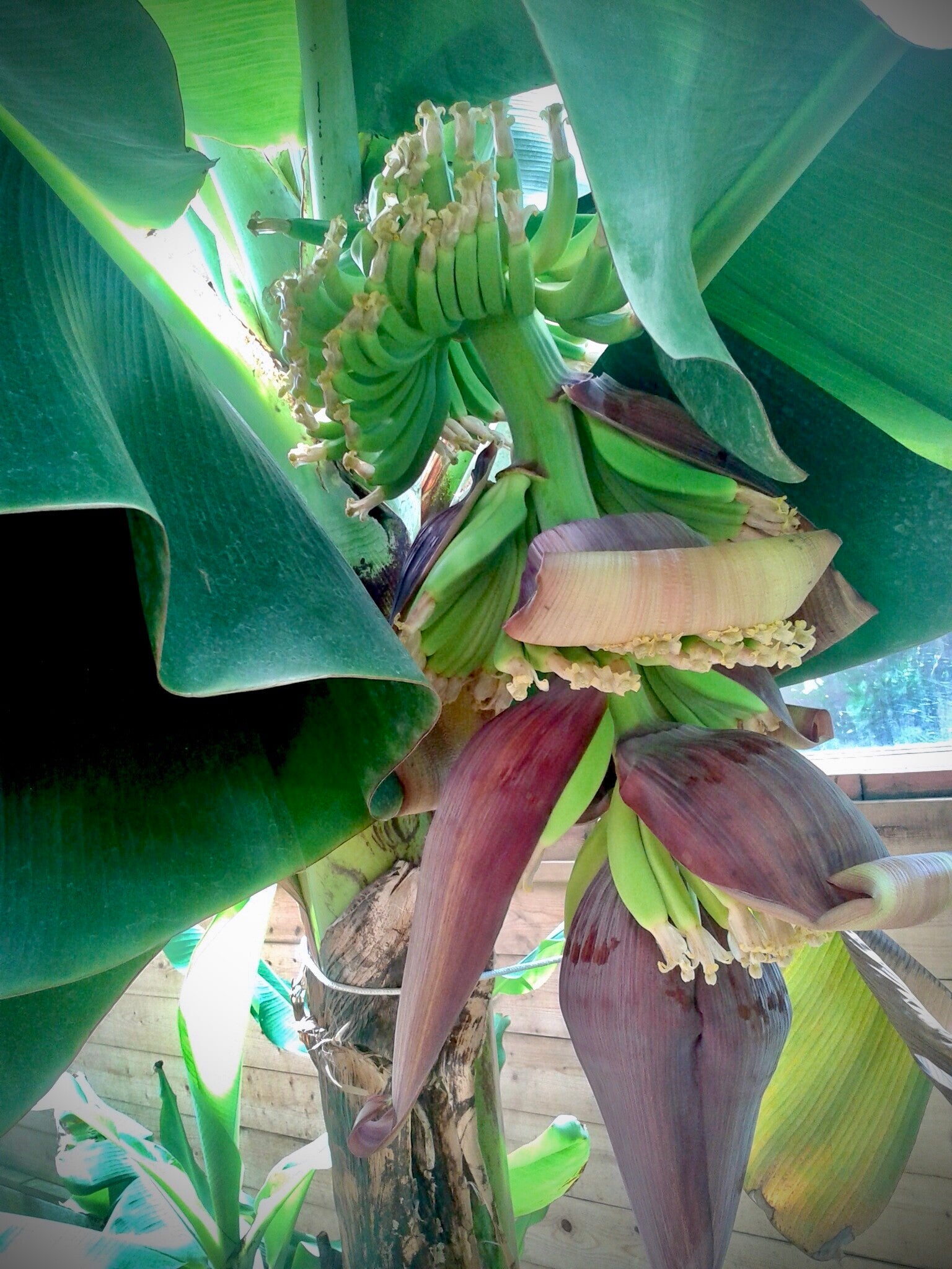 Mona - Musa type dwarf