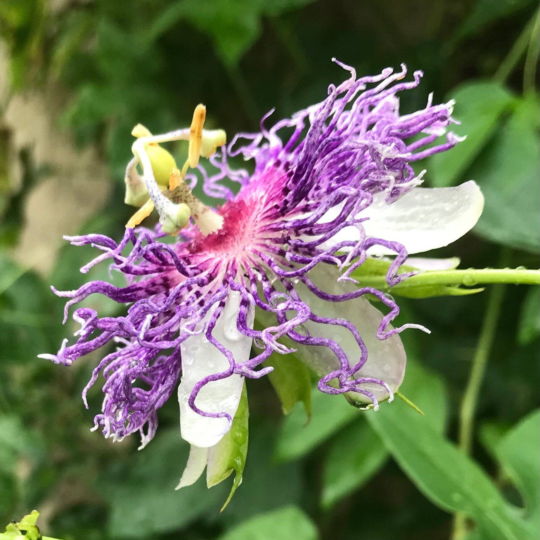 Passiflora Incarnata ‘Eïa Popeïa’®