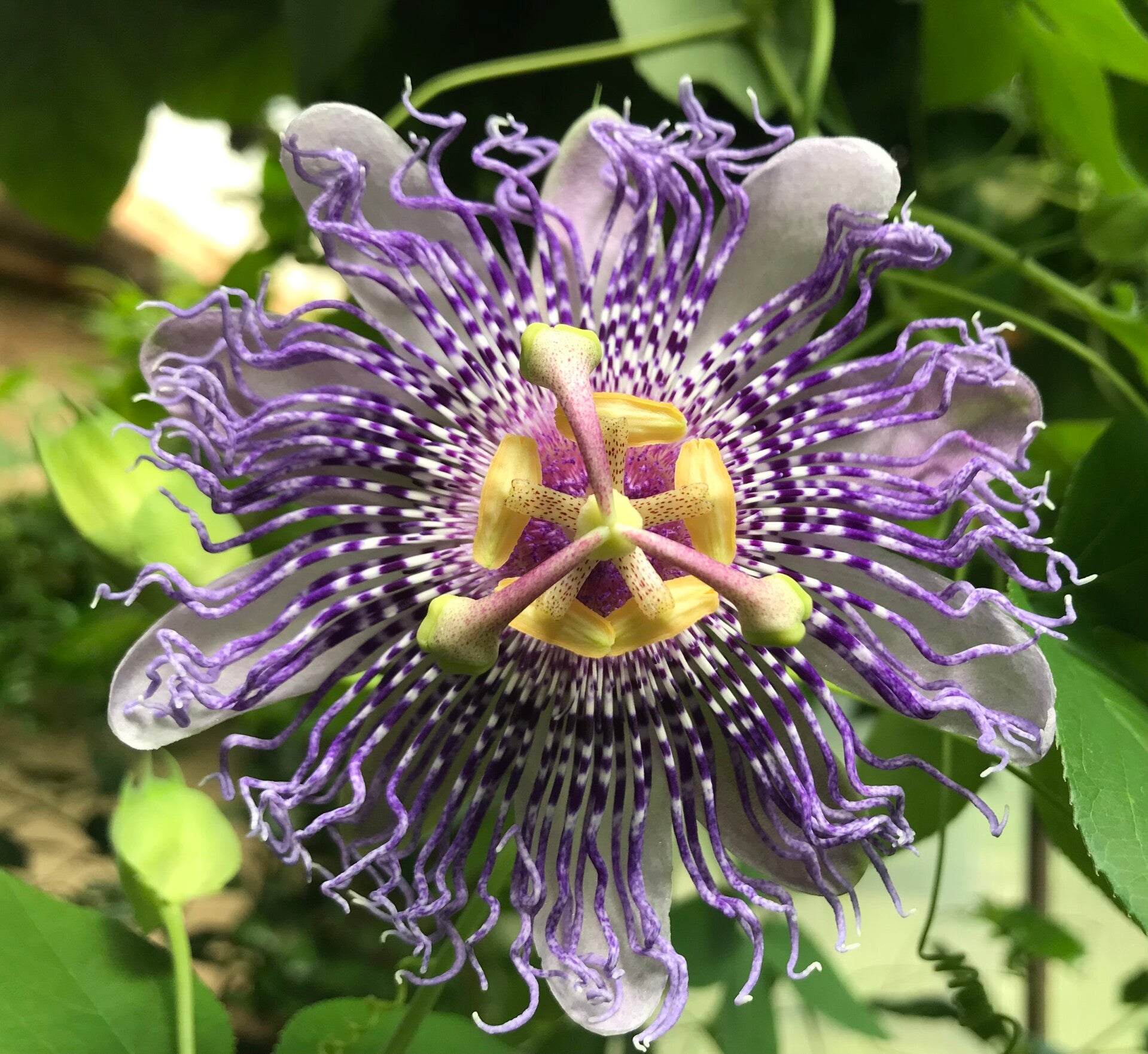 Passiflore Fata confetto