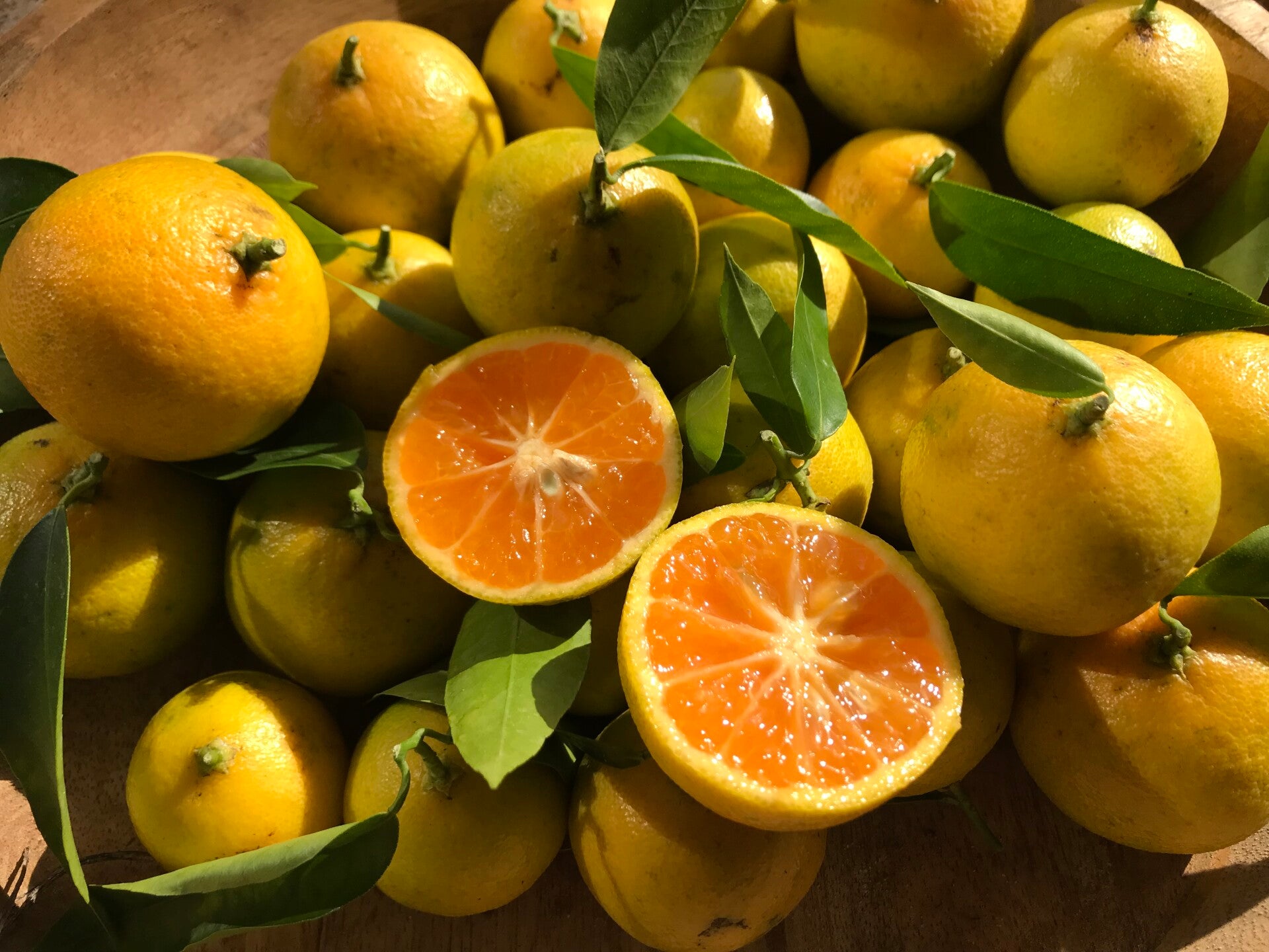 Clementine Corsica 2