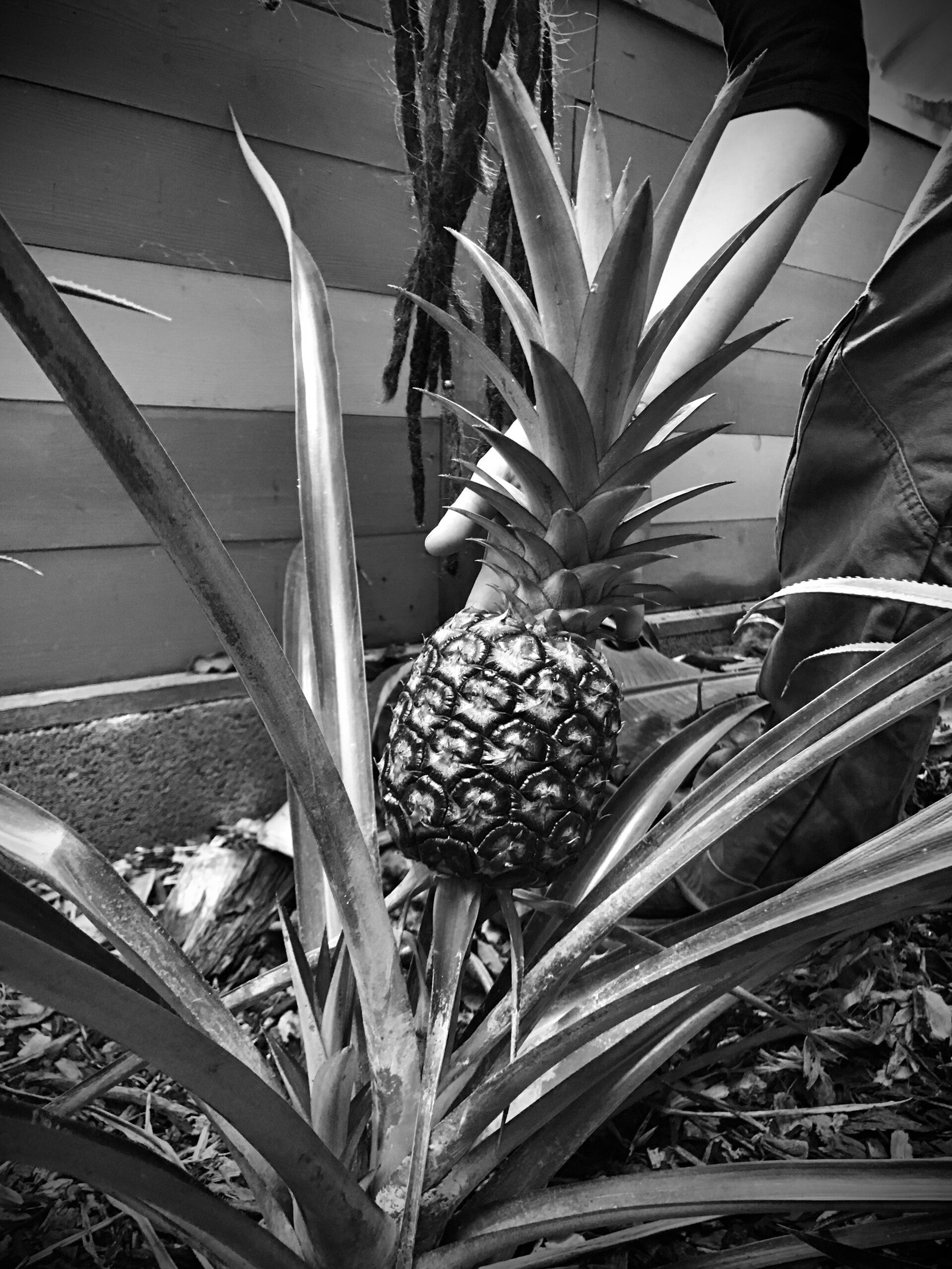 Ananas Cayenne lisse