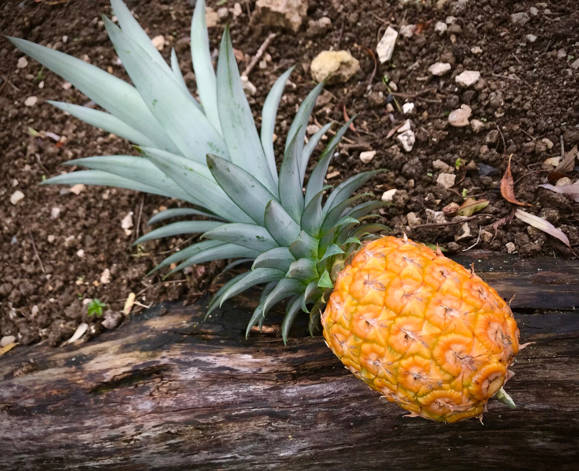 Ananas Ivoria, Sweet du Costa Rica