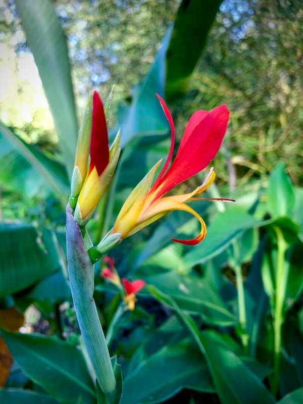 Canna Indica edulis