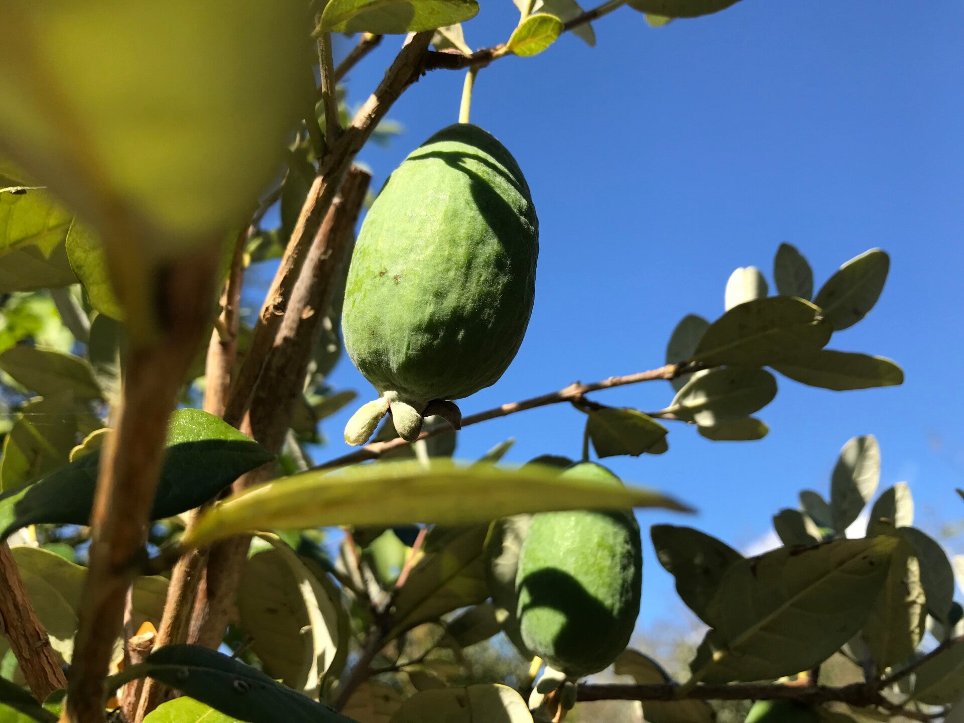 Feijoa Kakariki - Acca sellowiana Kakariki
