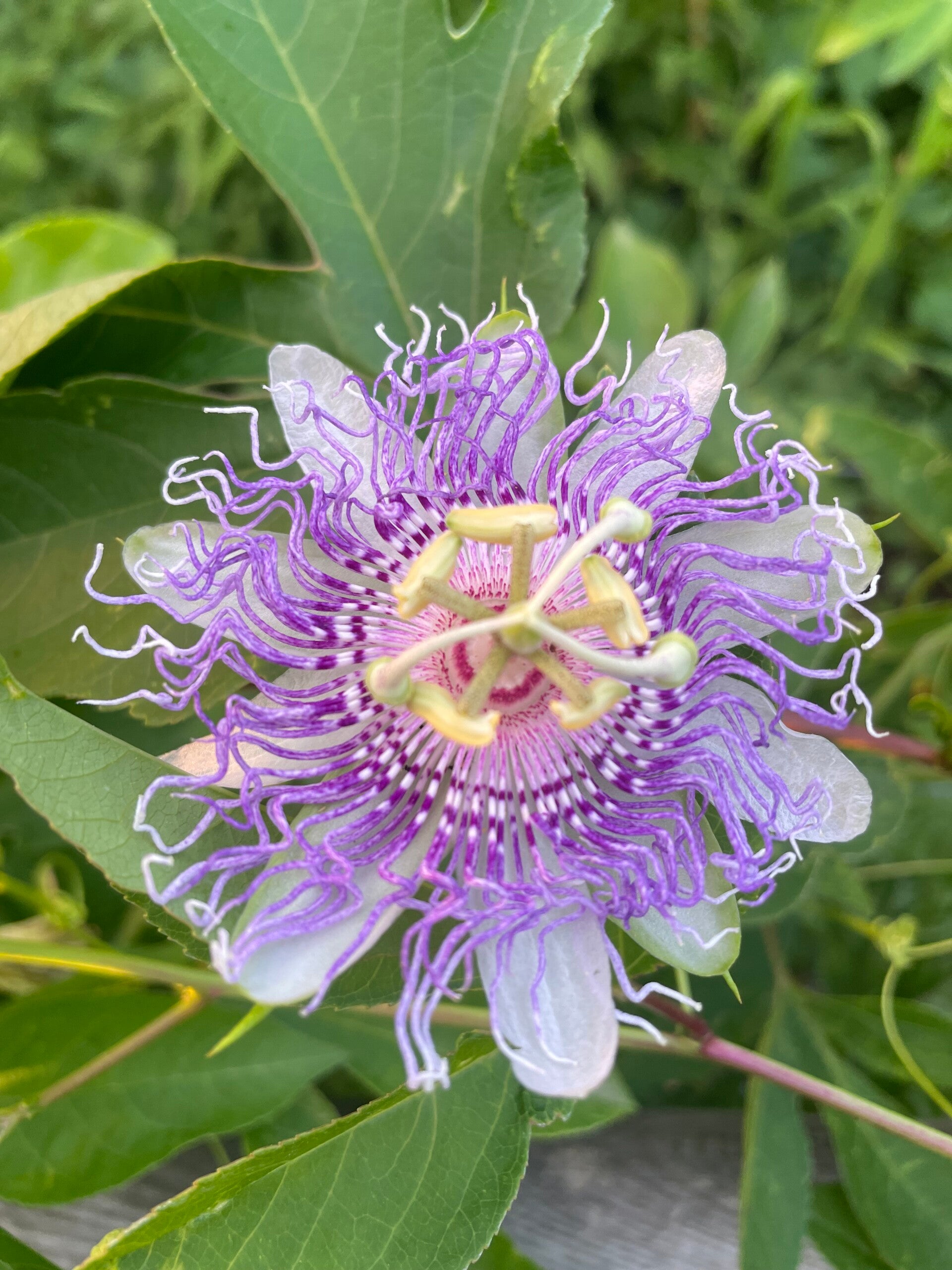 Passiflore incarnata sélection fruits