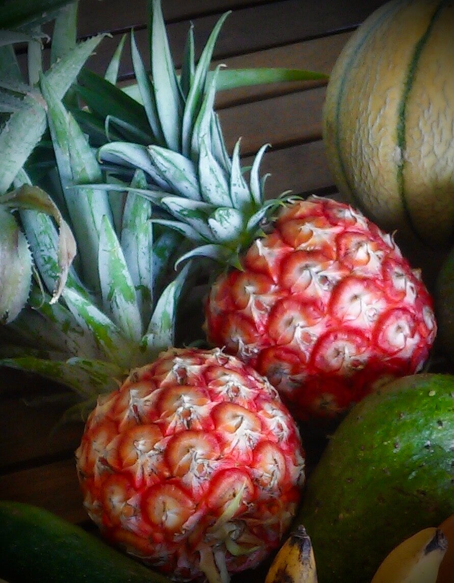 Ananas rouge des petites Antilles - Scarlett