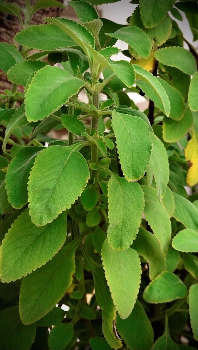 « Doliprane des Antilles » - Plectranthus barbatus