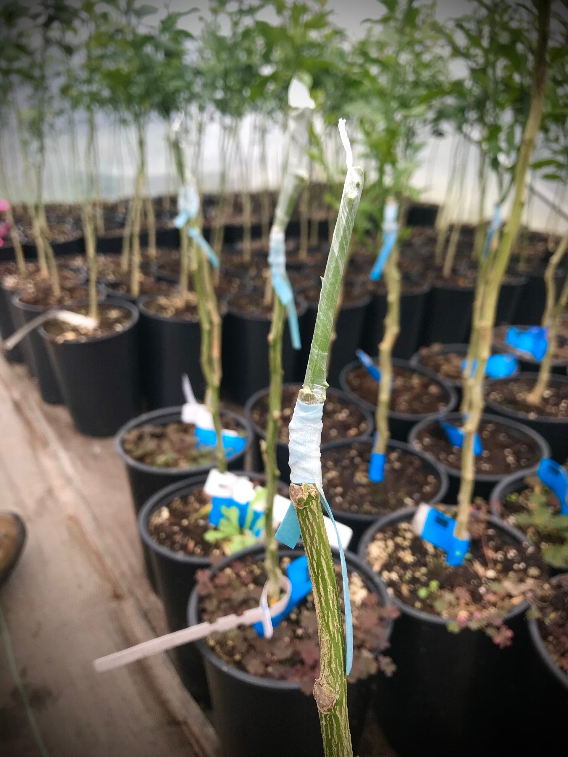 Stage de greffe d’agrume du 4 avril 2026