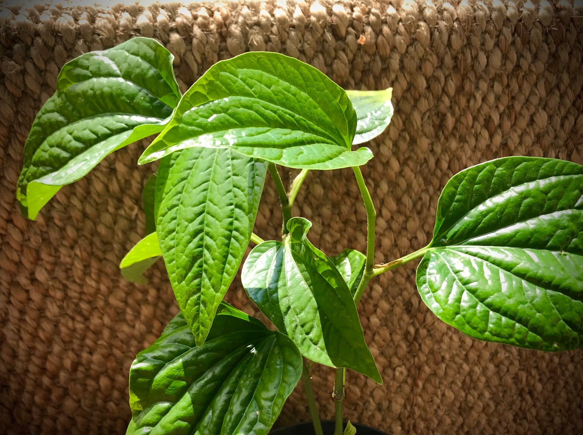 Poivre sauvage de betel - Piper sarmentosum