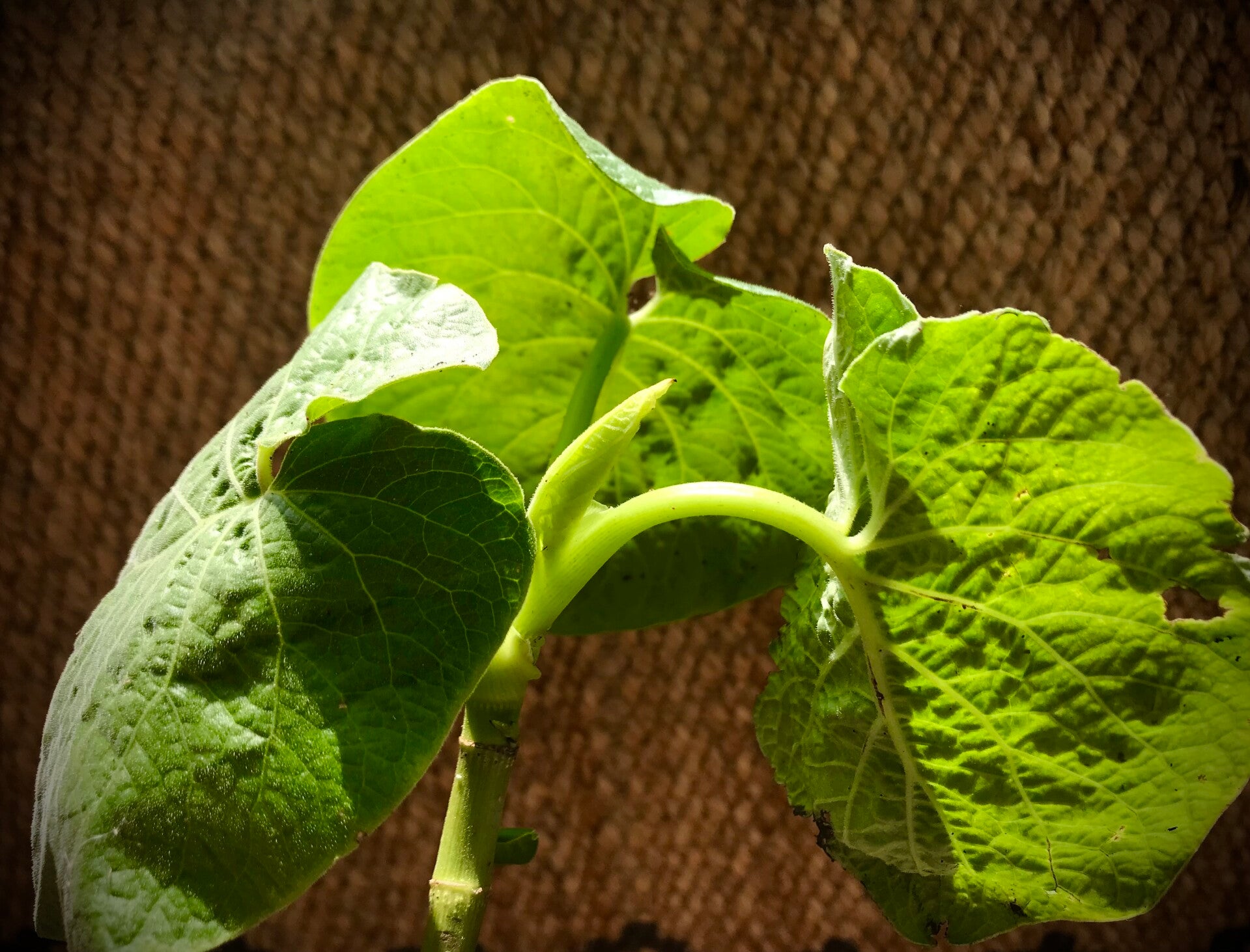 Poivre du Mexique - Piper auritum