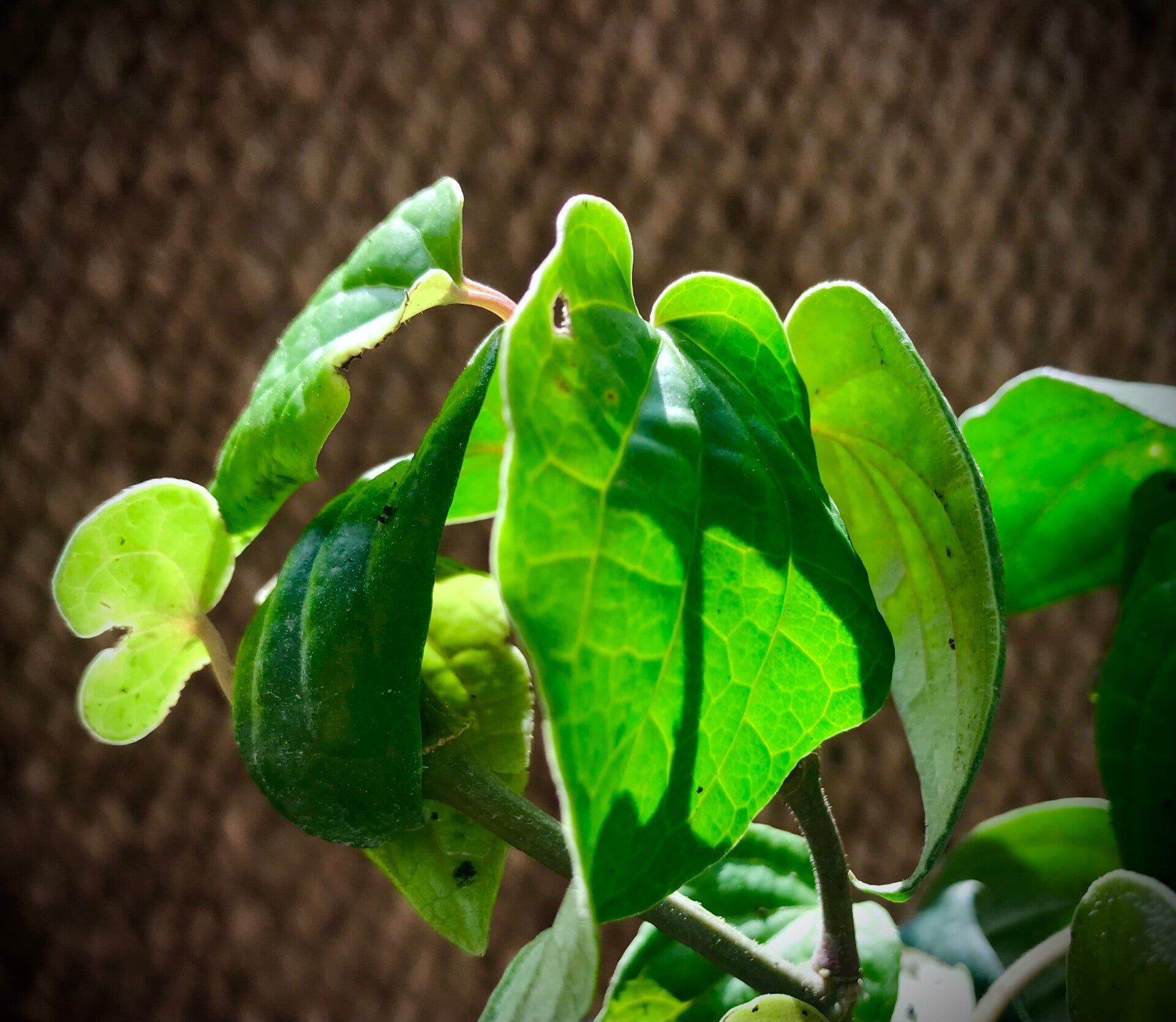 Poivre noir - Piper nigrum