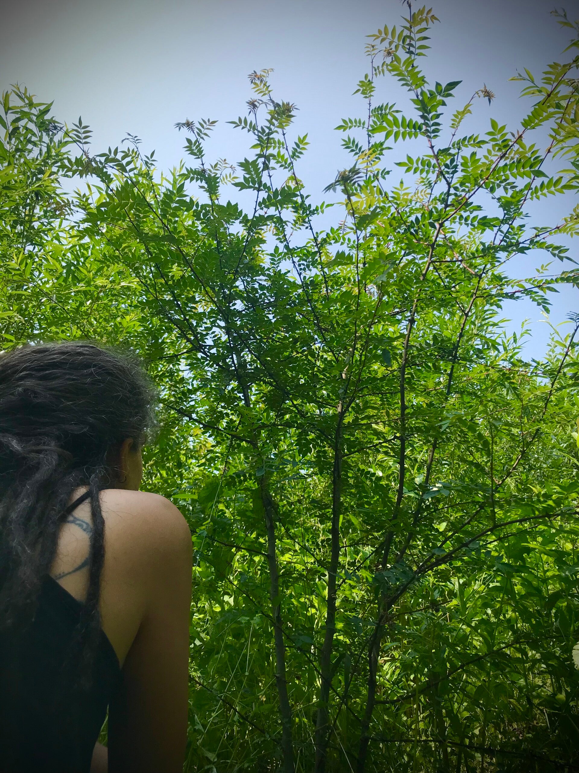 Clavalier d’Amérique - Zanthoxylum americanum