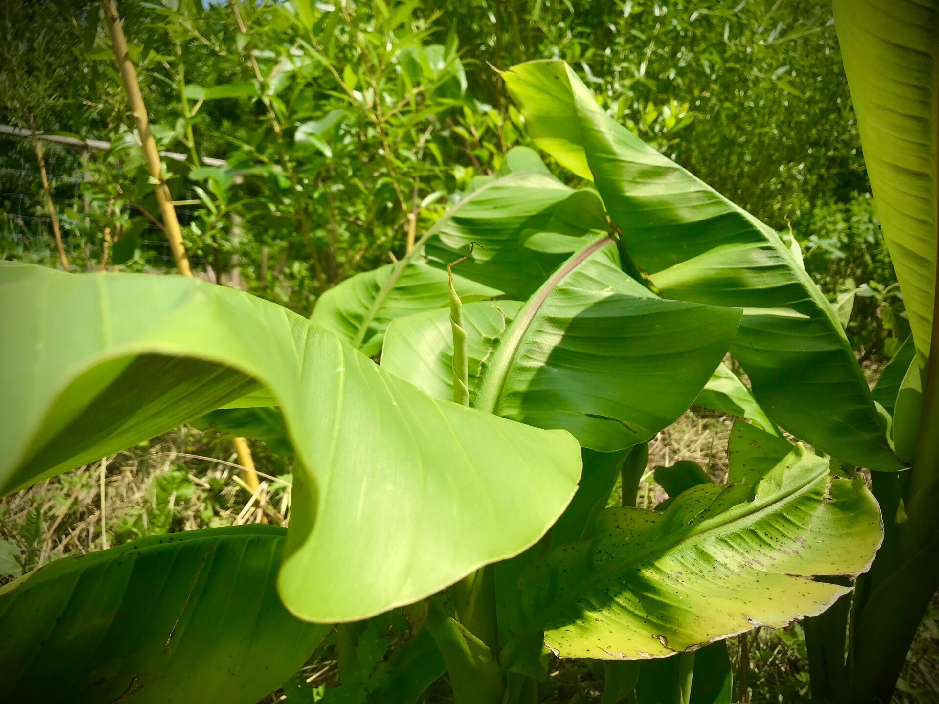 Journée syntropie (date à venir)