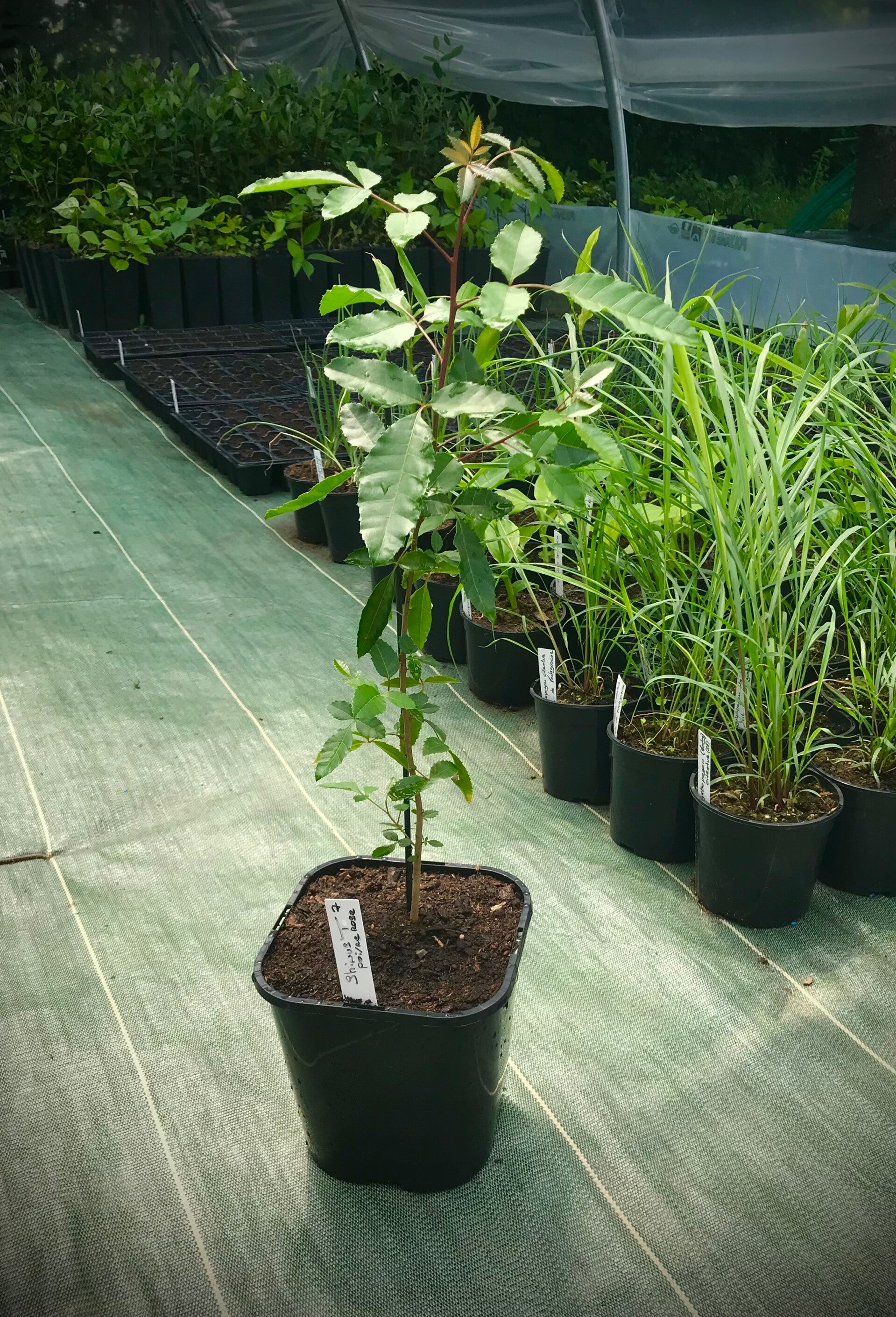 Poivre rose - schinus terebinthifolius