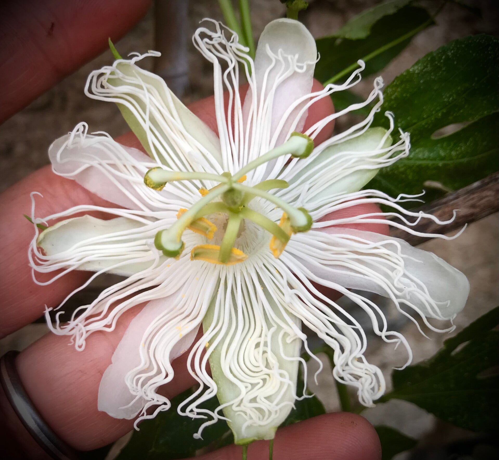 Passiflora incarnata ‘SnowStar’®