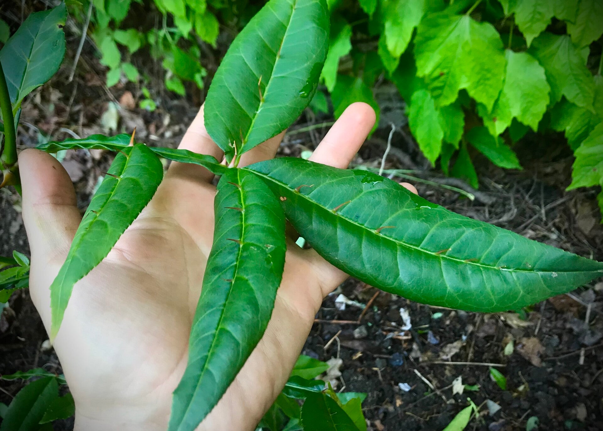 Poivre de Timut - Zanthoxylum armatum ou alatum