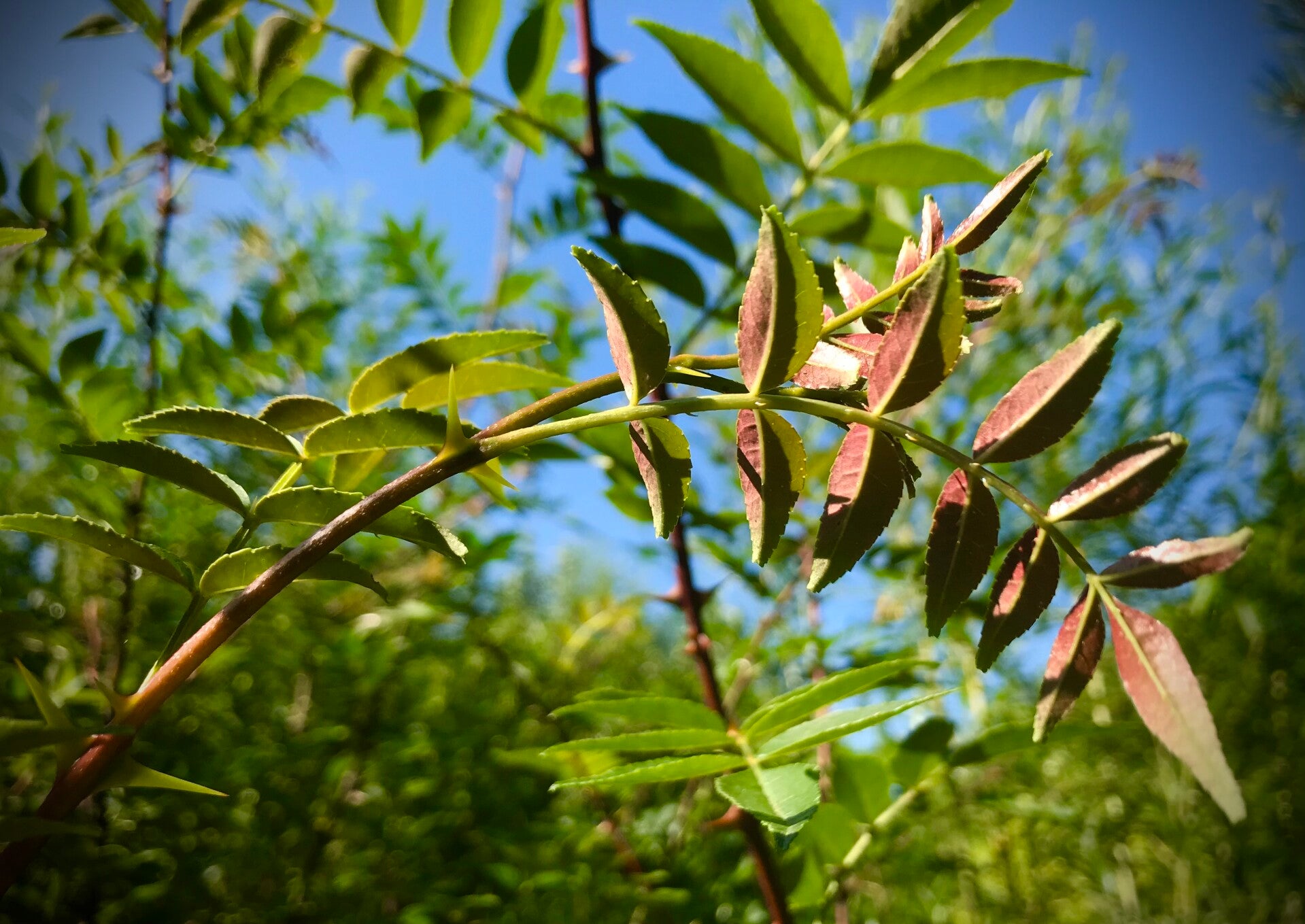 Poivre de Sichuan - Zanthoxylum schinifolium