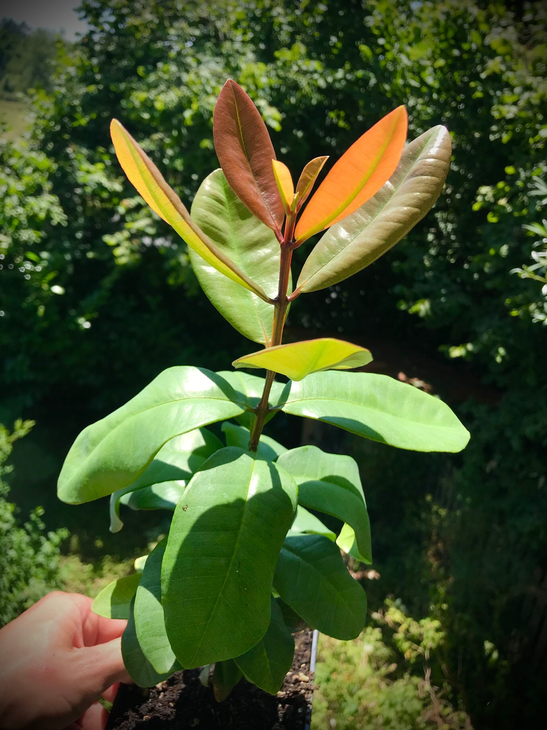 Le bois d’Inde - Pimenta racemosa