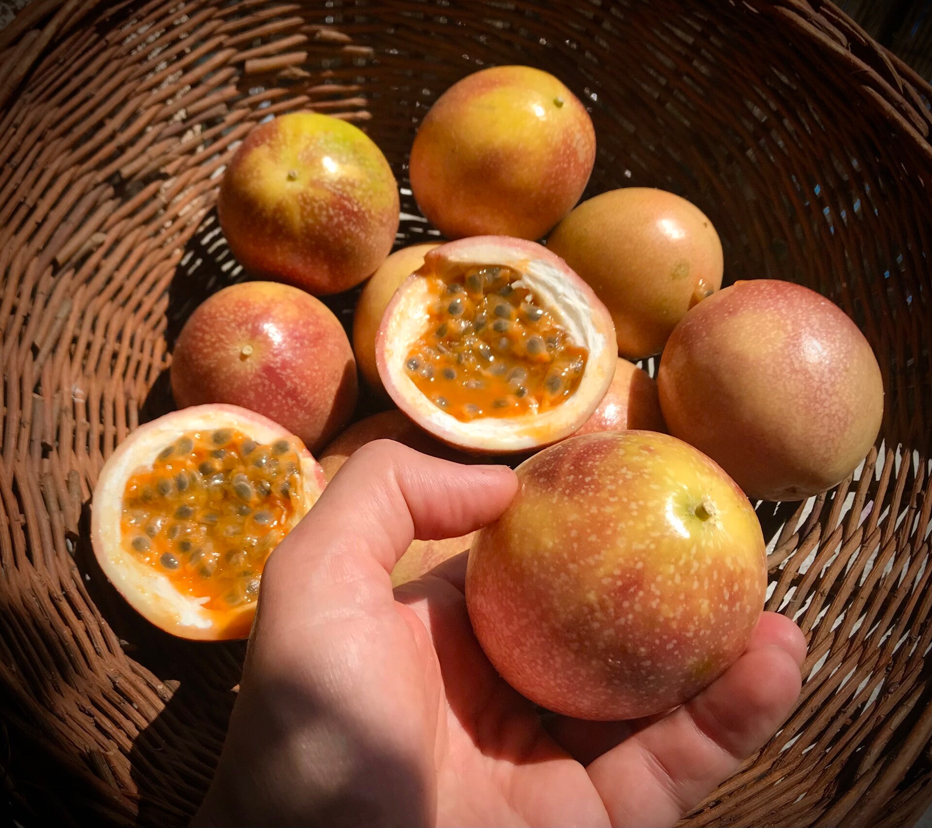 Passiflore edulis sélection Vietnam