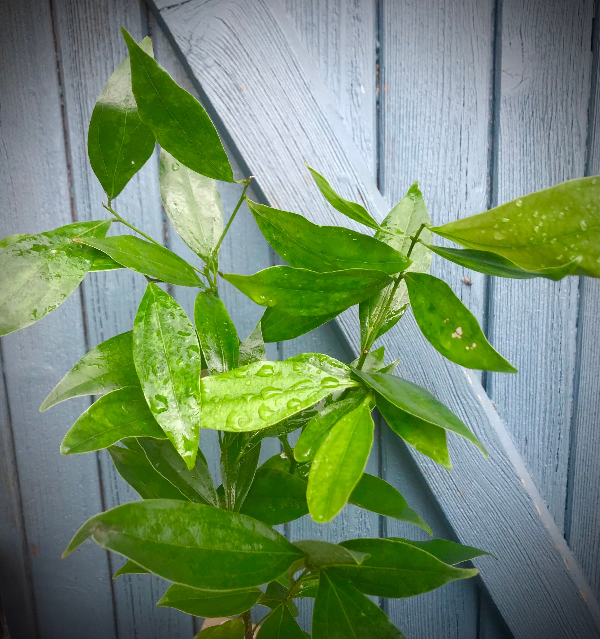 Cannelle - Cannelier de Ceylan - Cinnamomum verum