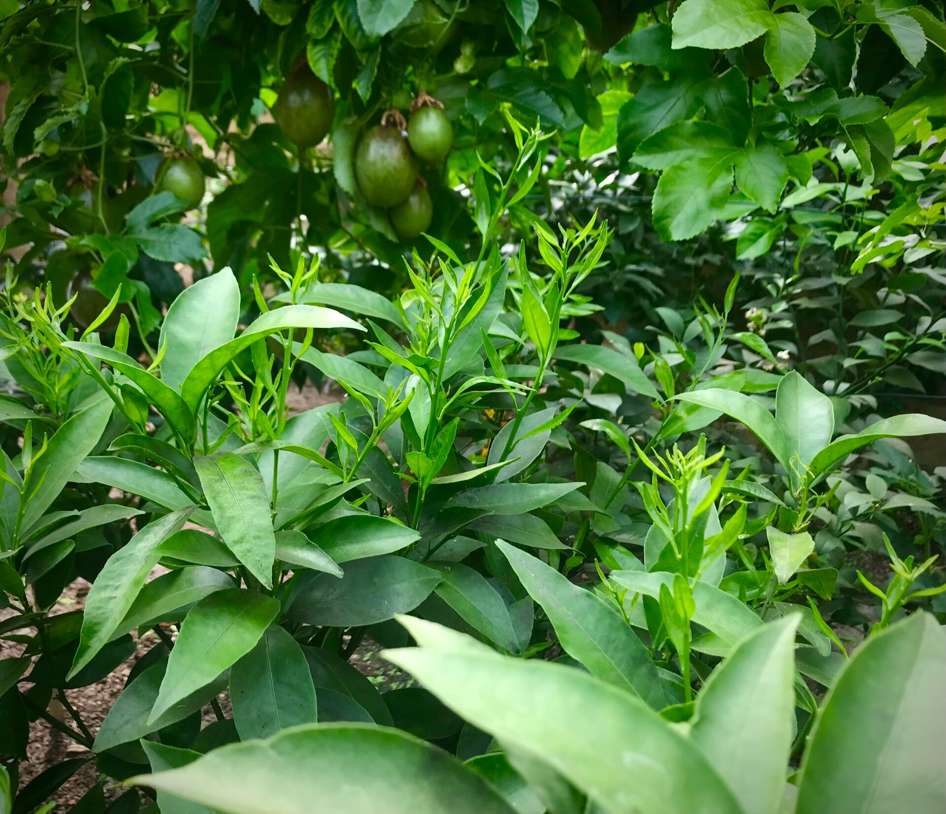 Tangelo Nova - Citrus reticulata Blanco