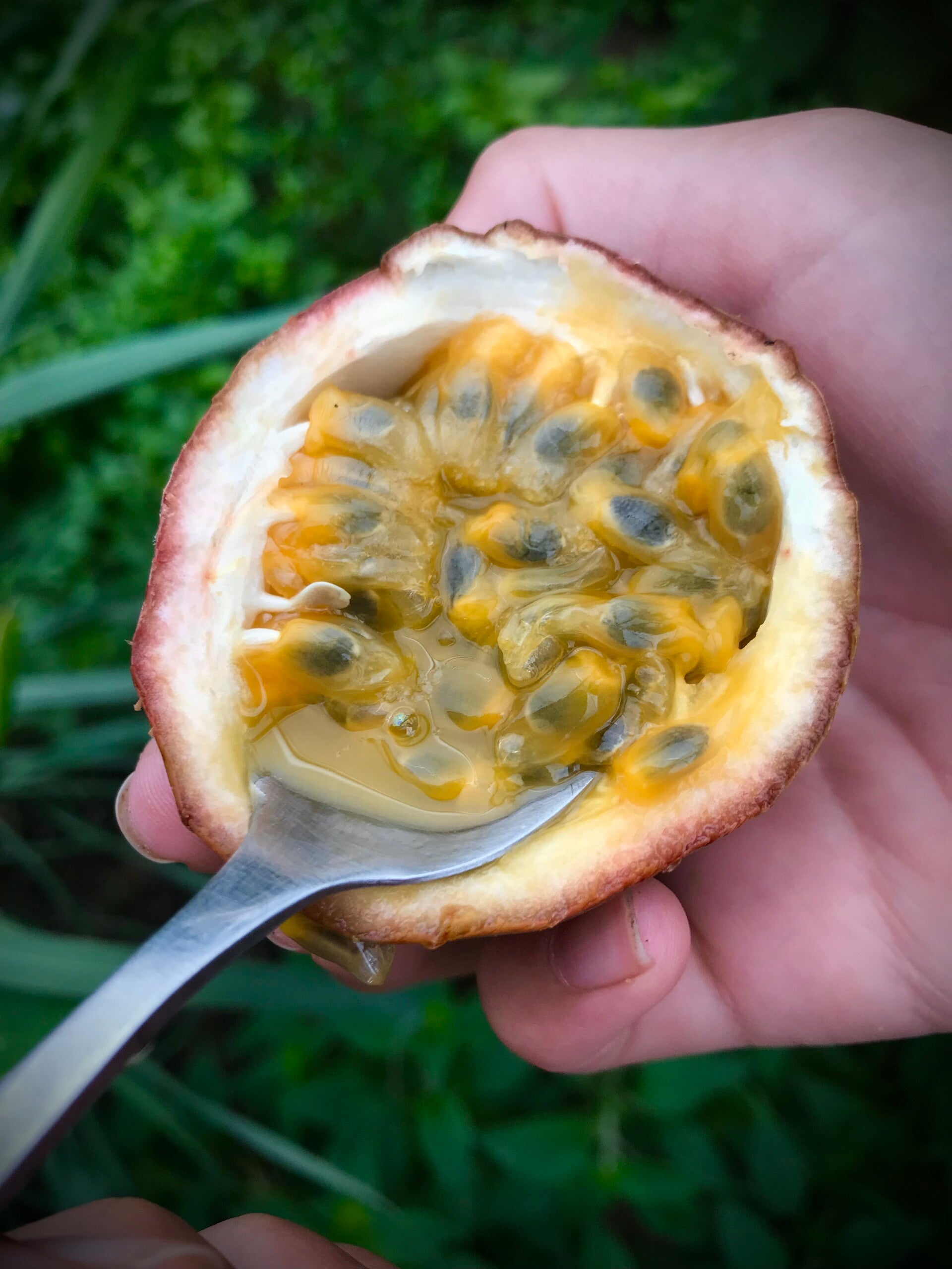 Passiflore edulis ‘Pointe rose x Soleil des Saints Tropiques’ issue de semi