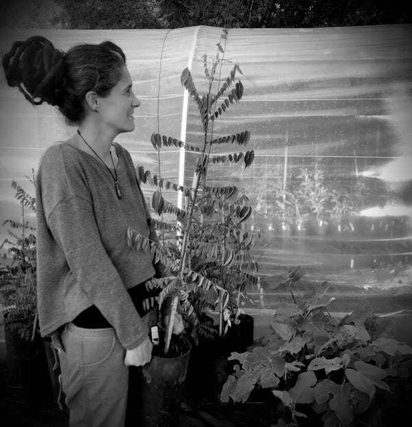 Carambolier à fruits jaunes- Averrhoa carambola