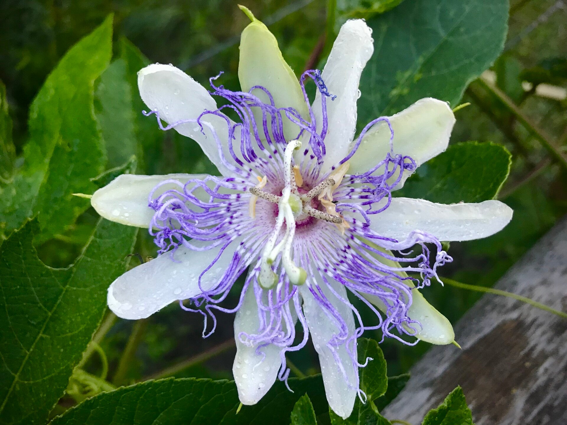 Passiflore incarnata sélection fruits 2