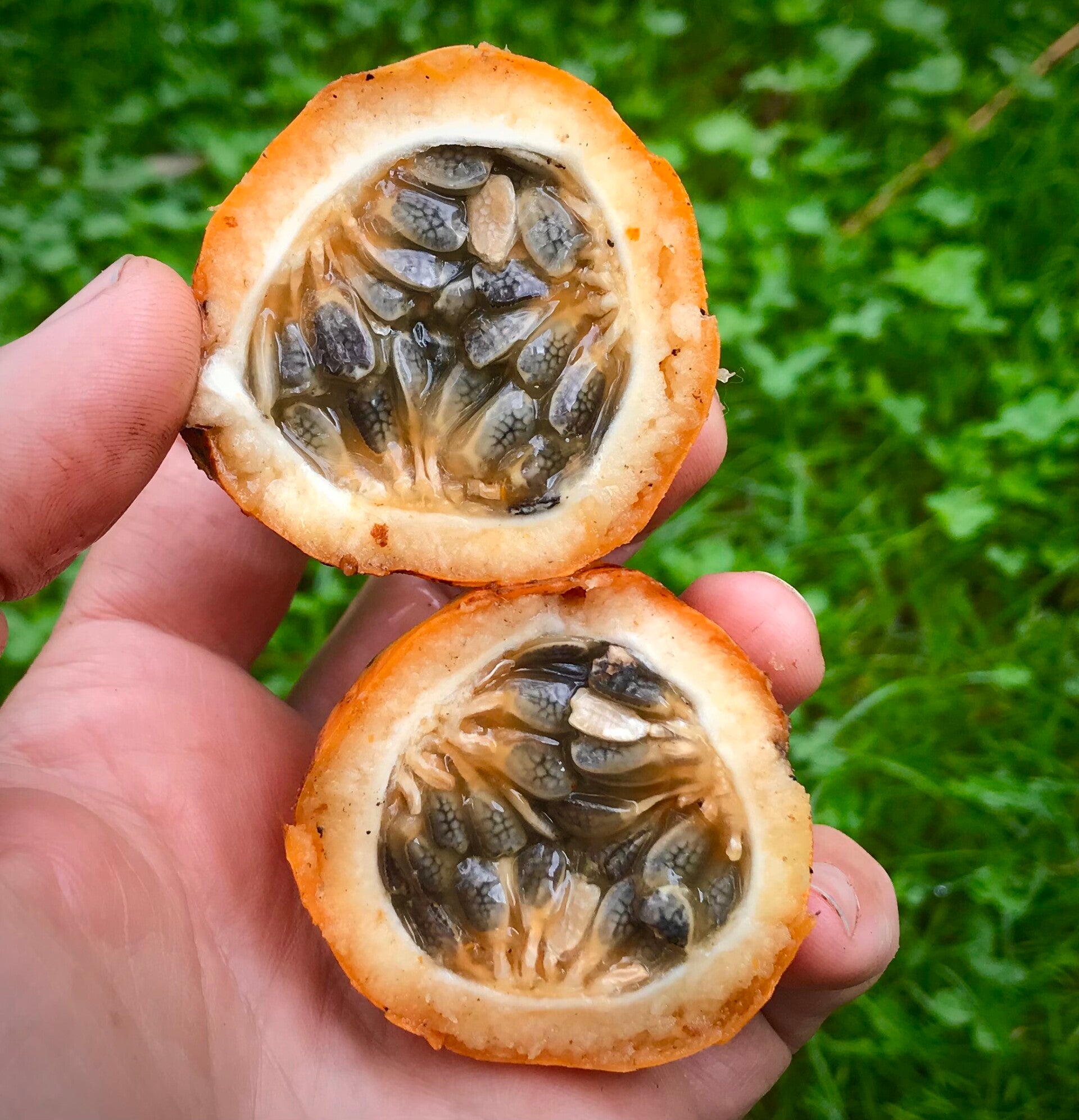 Passiflore ´alata select ´