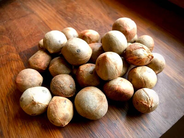 Cocotier de Bolivie - Parajubaea torallyi torallyi