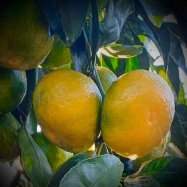 Mandarine Satsuma Iwasaki