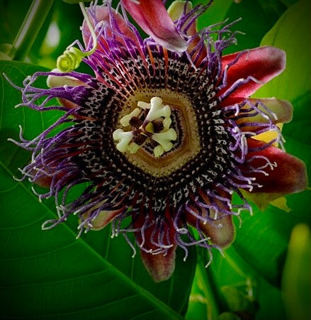 Passiflore quadrangularis