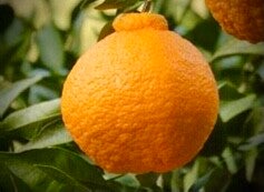 Mandarine Harumi