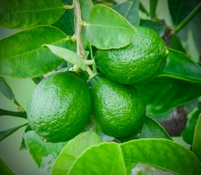Lime de Martinique