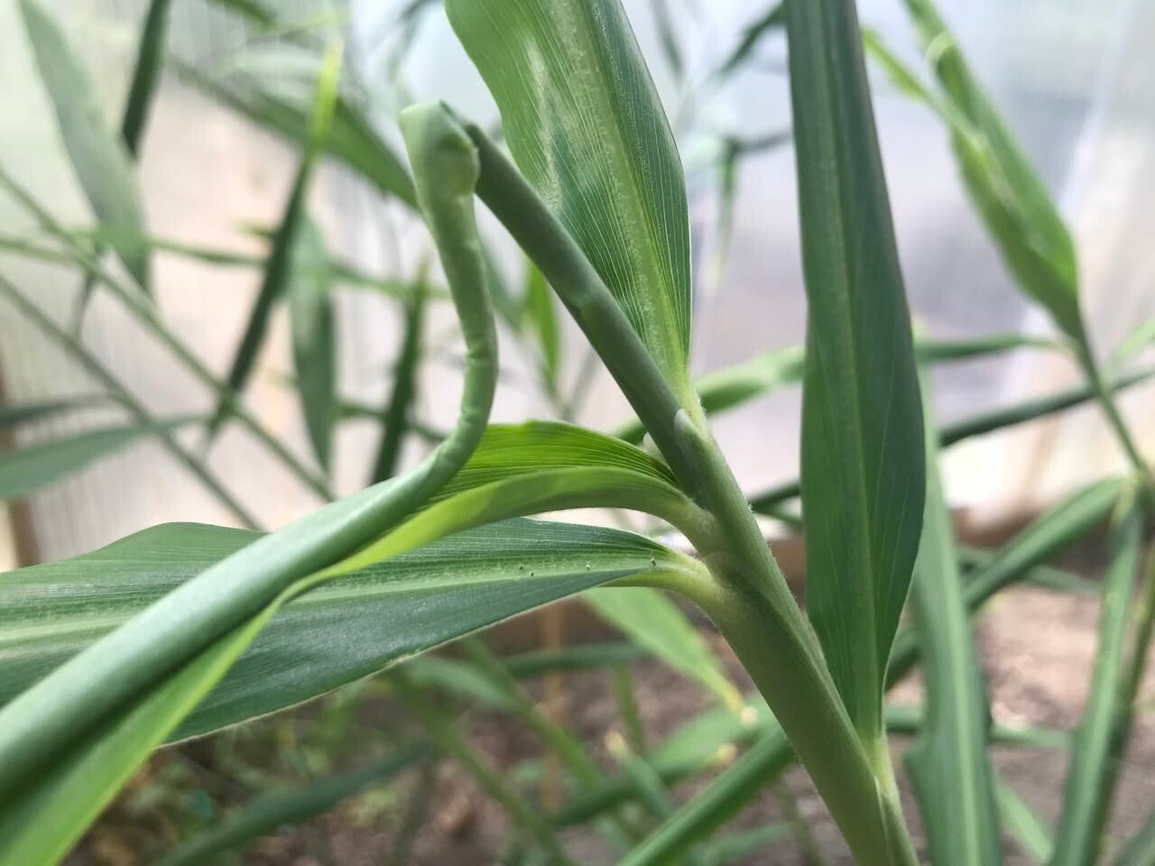 Gingembre officinal- Zingiber officinale