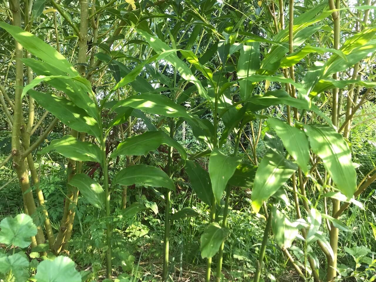 Gingembre Japonais - Zingiber mioga