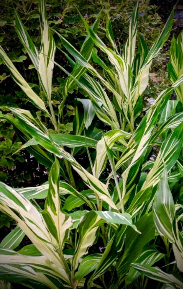 Gingembre japonais panaché - Zingiber mioga dancing crane