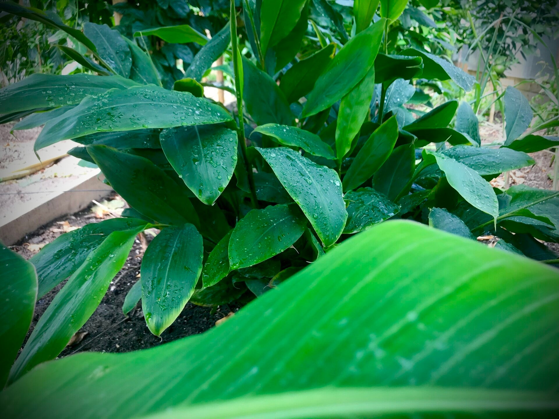 Cardamome - Elettaria cardamomum