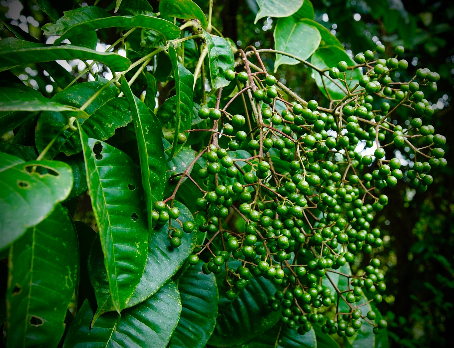 Poivre indien - Zanthoxylum rhetsa