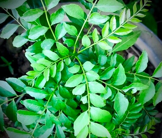 Kaloupilé - Murraya koenigii