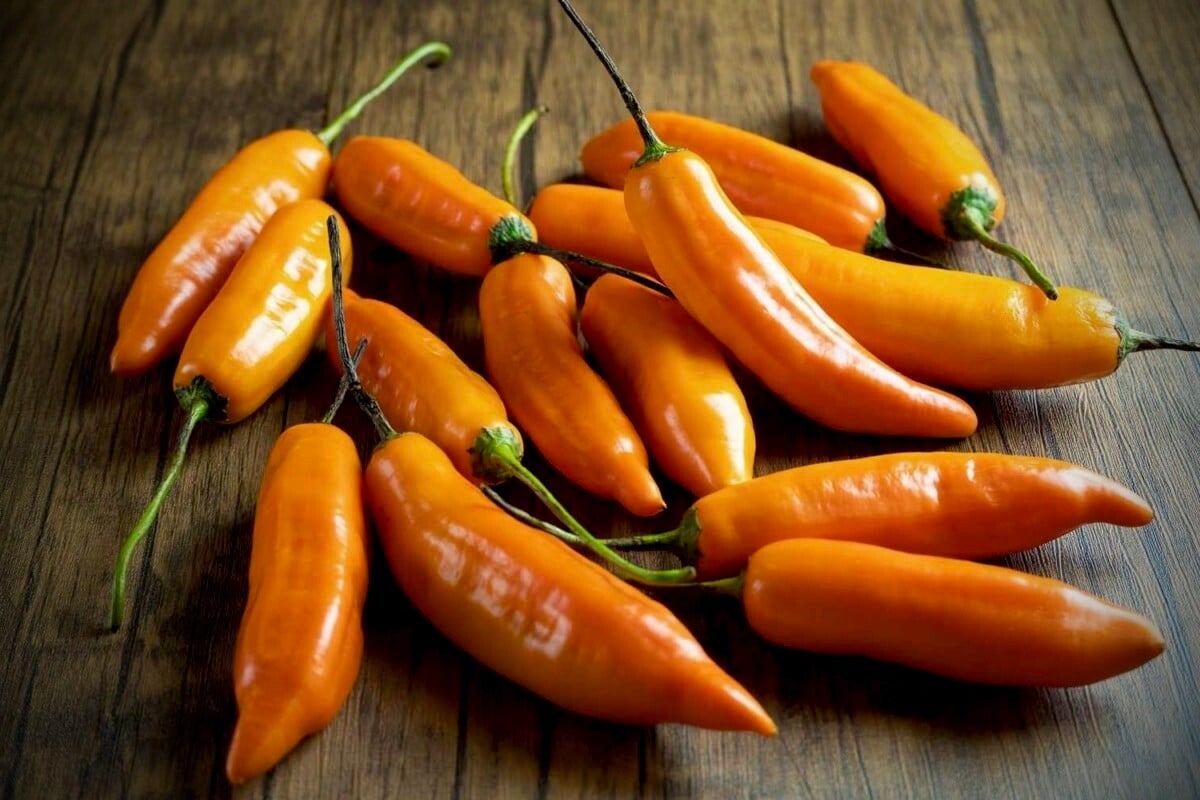 Piment Aji amarillo
