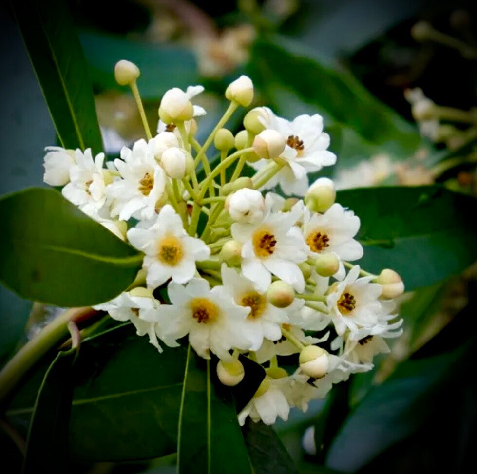 Cannelier de Magellan - Drimys Winteri