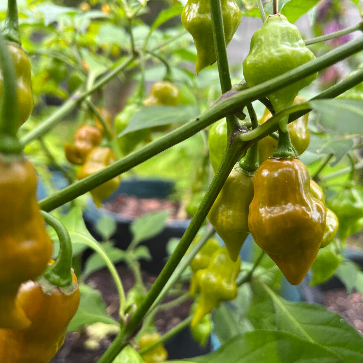 Piment Habanero Pointed Mustard