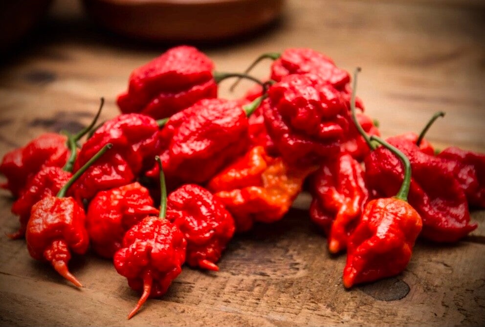 Piment Carolina Reaper