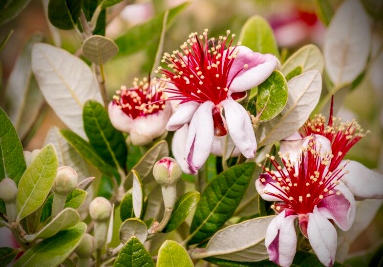 Feijoa Waingaro - Acca sellowiana Waingaro