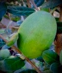 Feijoa Takaka - Acca sellowiana Takaka