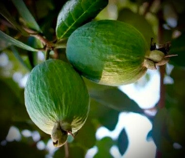 Feijoa Triumph - Acca sellowiana Triumph