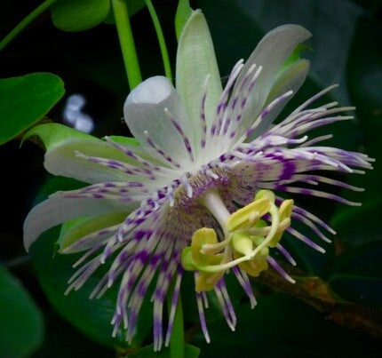 Passiflore tucumanensis