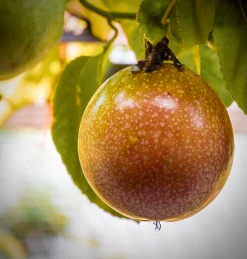 Passiflore edulis Honey